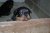 Puppies J